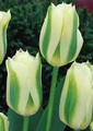 Viridiflora Tulips - Spring Green